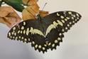 Papilio demodocus (Citrus Swallowtail).JPG